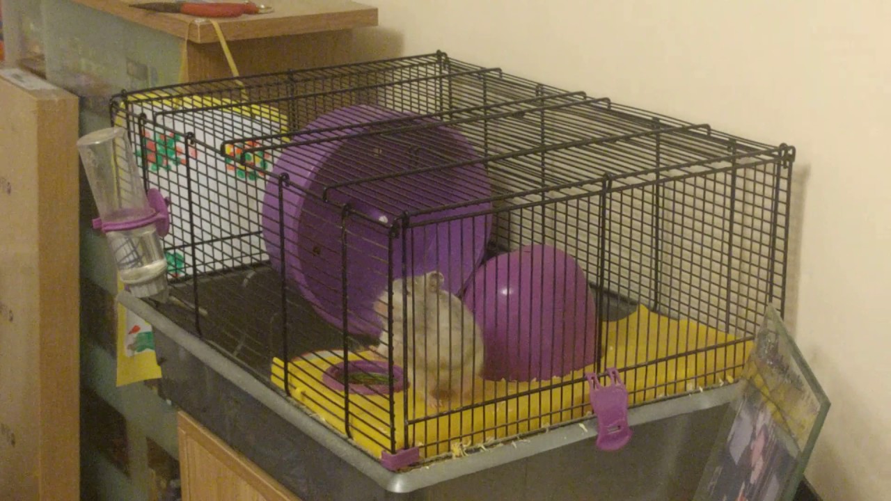 Amazing Spider-Hamster Finally Caught on Camera Defying Gravity in Her Cage!
