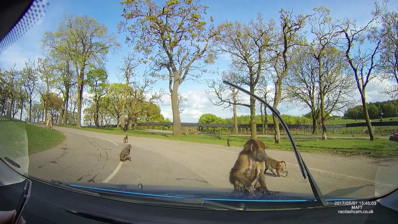 Baboons Jump on Bonnet and Damage Car at Knowsley Safari Park – Ripped Apart by Animals!